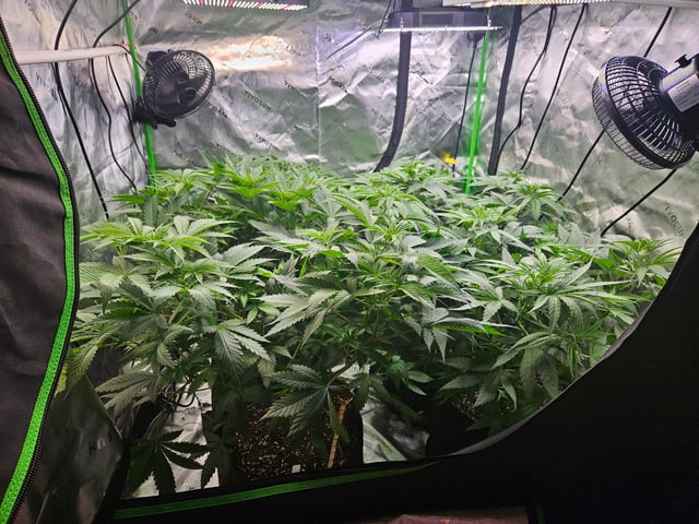 1st Grow — flower, day 20