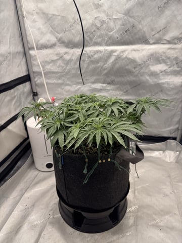 BloodMoon Gelato — vegetative, day 57