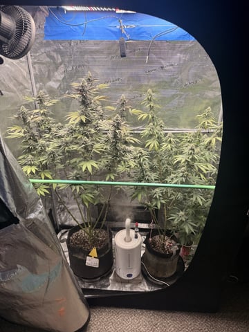 Oreo_BMG#2 — flower, day 8