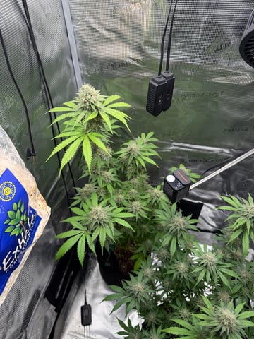  Trying to go big — flower, day 121