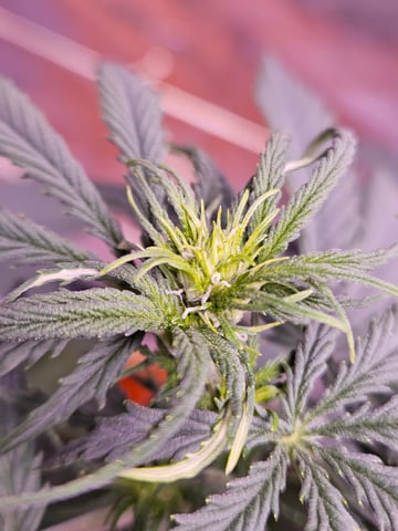 gary poppins — flower, day 51