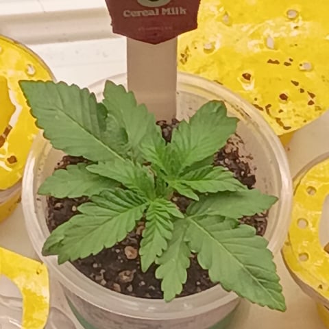 TentPlantLightFan — vegetative, day 45