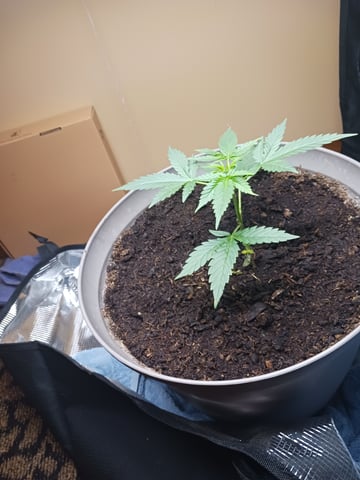 black gorilla feminized  — flower, day 20