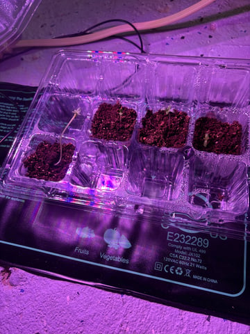 My First Grow — germination, day 2