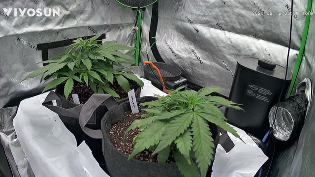 Ztrawberriez (Auto) 2026 - 1 — vegetative, day 32