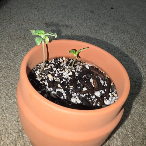 First Grow