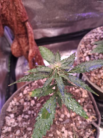 First Lagit Grow