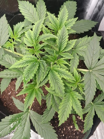 First Indoor Grow  — vegetative, day 30