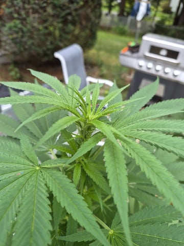 My First Grow — flower, day 73