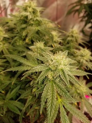 First Indoor Grow — flower, day 2