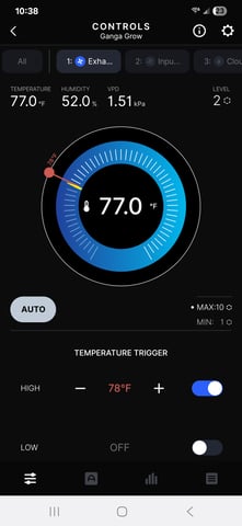 BLACKCHERRY SHERB — flower, day 79