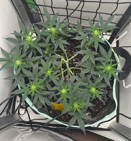Indoor & Outdoor Grow 6