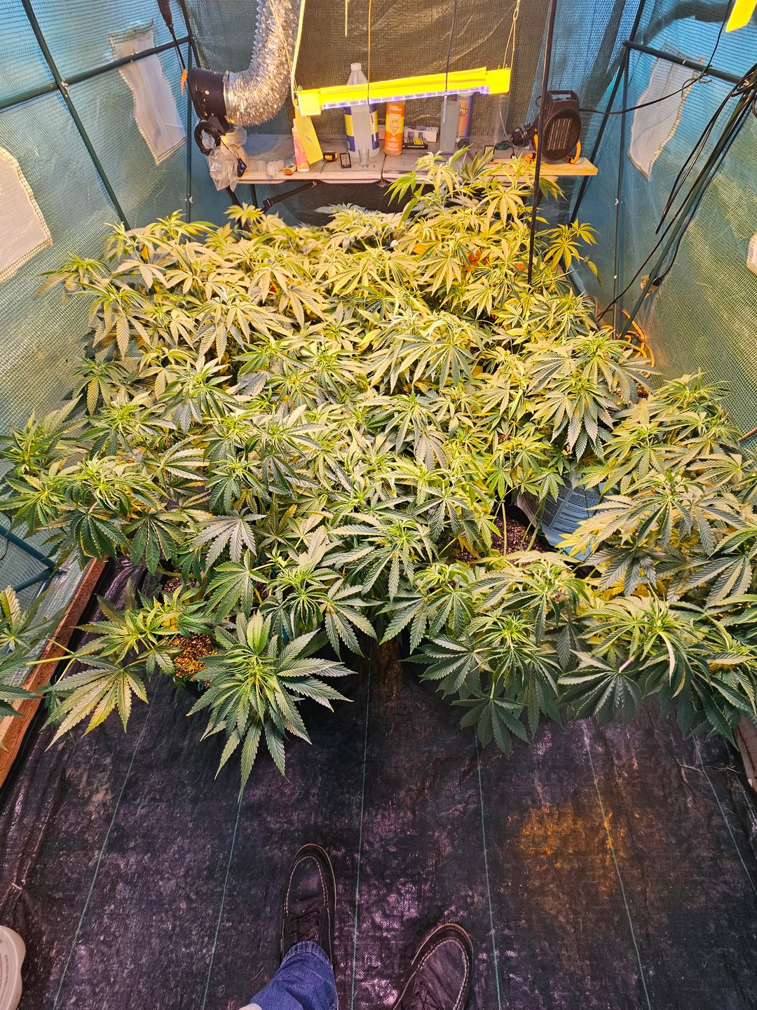 GrowmieJ
