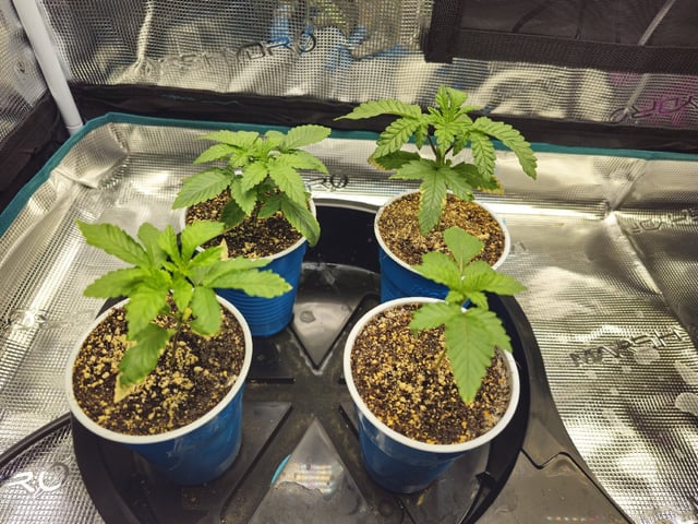 Crushberry Sugar — vegetative, day 20