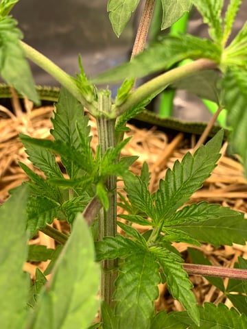 Six  — vegetative, day 33