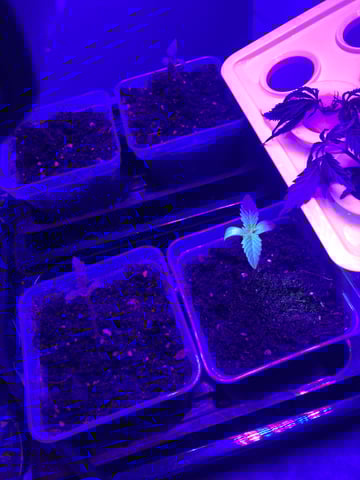 1 — grow_setup, day 2