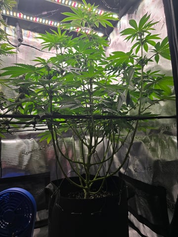 Northern lights #10 2nd plant (Selkies) — flower, day 54