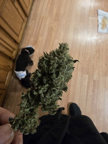 3rd Auto Grow — flower, day 108