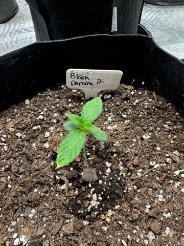SSH and BD — seedling_rooting, day 10