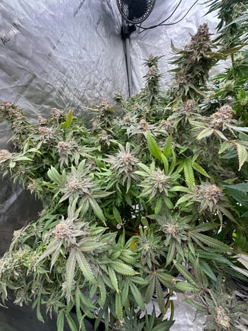 Hippo High # 3 — flower, day 1