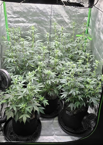 SGC And GWS Clones — flower, day 15