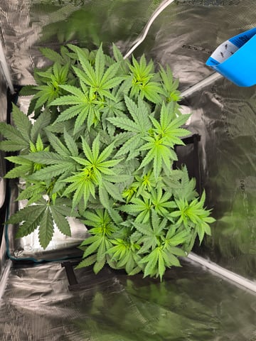 Banana Kush / Durban Poison / C99-Riddle OG — flower, day 34