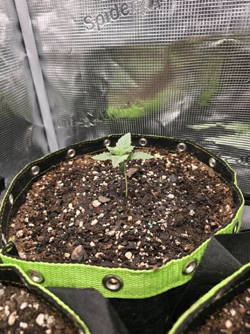  1 Blue Zushi x Venom & 1 Jack Here x Strawberry Cookies OG — vegetative, day 12