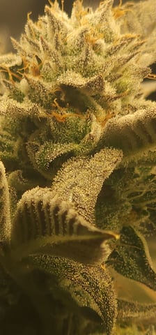 Found my Females... Game On! — flower, day 180