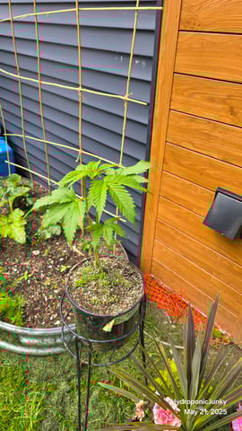 Canadian Summer Outdoor — vegetative, day 8