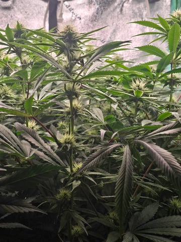 scrog from cut.  — flower, day 43