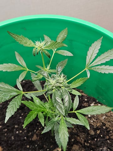 1st plant. Strain: Green Gelato AutoFlower — flower, day 63