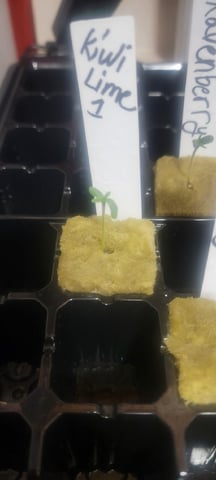 My First Grow — seedling_rooting, day 1