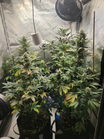 Rings of Saturn & Ghostboosters - Apollo Haze Artisanal Line — flower, day 61