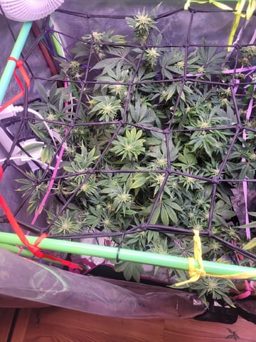 6th Grow