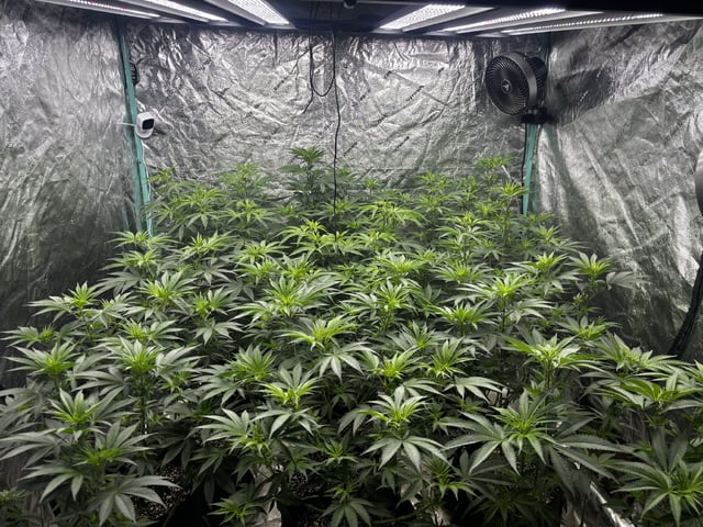 PKB remix/PotG — flower, day 77