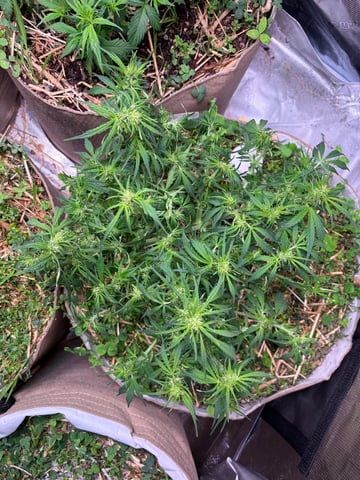 Round 1.5 — flower, day 54