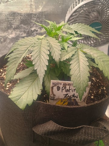 Platinum Zushi  — vegetative, day 1