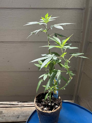 chem#4 — vegetative, day 4