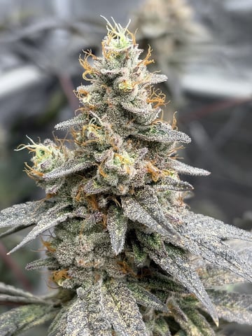 Humboldt, Hella Jelly. Jelly Donut  — flower, day 99