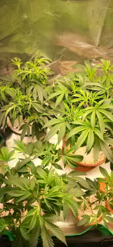 1st grow indoors(cardboard box to 2x2x4 to 5x5x6) — vegetative, day 41