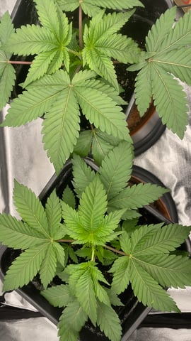 LSD feminized — vegetative, day 29