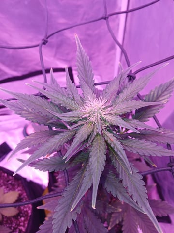 CountryG  — seedling_rooting, day 41