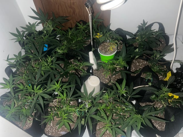 Indoor Grow  — flower, day 110