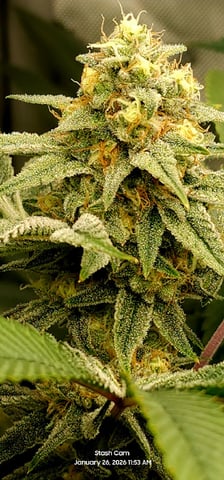 Another Custom Creation — flower, day 121