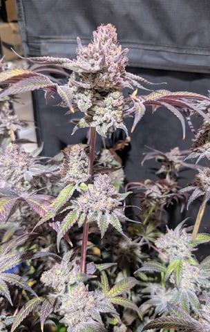 EG/SM/SG/CW — harvest, day 143