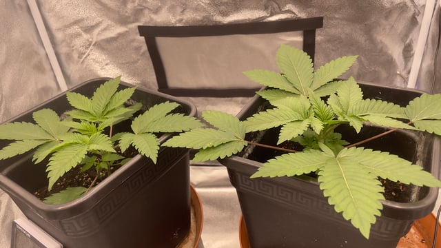 LSD feminized — vegetative, day 26