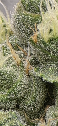 strawberry guava bx — flower, day 20