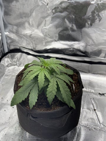 Indoor — vegetative, day 22
