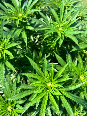 Hindu Kush — flower, day 19