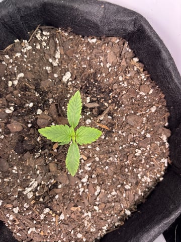 My First Grow — vegetative, day 16